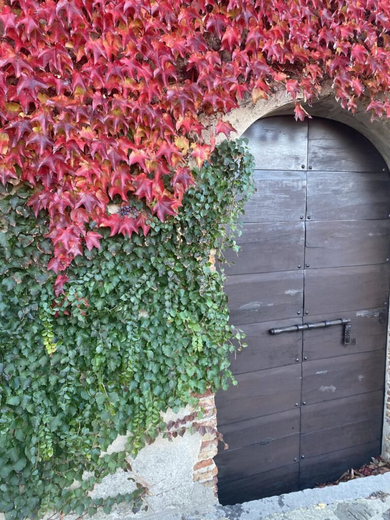 Porta in legno coperta da edera rossa e verde a Castiglione della Pescaia, Val di Cornia.